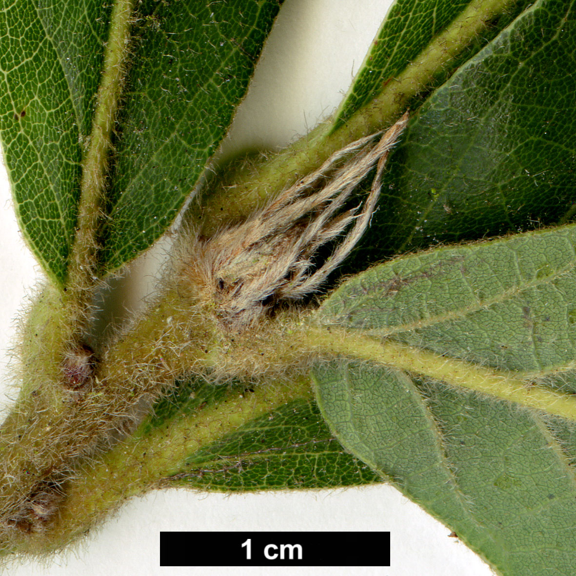 High resolution image: Family: Fagaceae - Genus: Quercus - Taxon: dentata × Q.griffithii